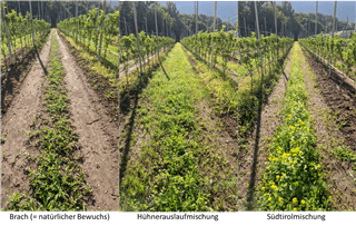 Miscugli di semine nei meleti sperimentali: diverse coperture vegetali tra i filari, analizzate per il loro effetto sul contenuto di carbonio nel suolo