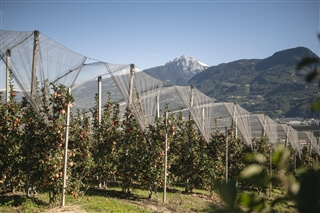 Consorzio Mela Alto Adige