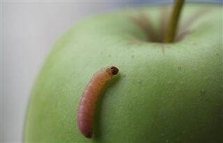 Südtiroler Beratungsring für Obst- und Weinbau