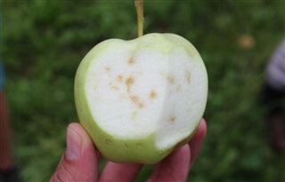Südtiroler Beratungsring für Obst- und Weinbau